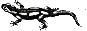 Afbeelding van een salamander